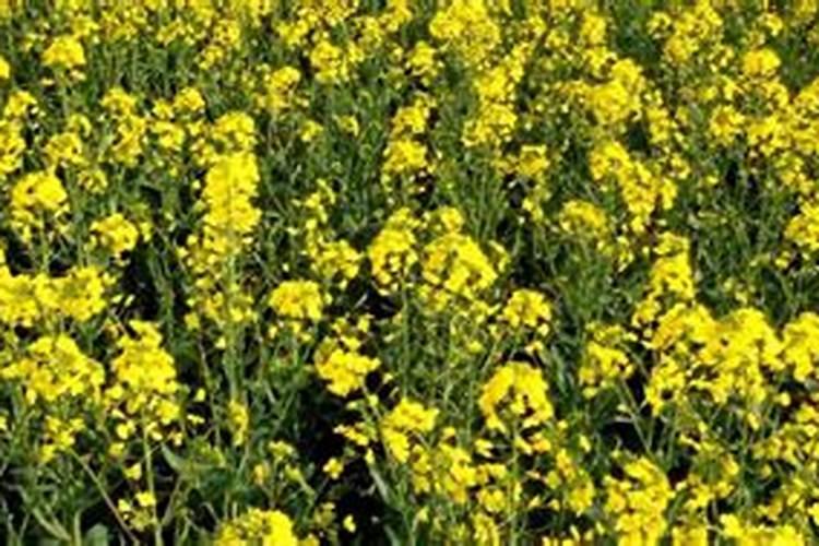 树苗施什么肥料什么时间施肥最好