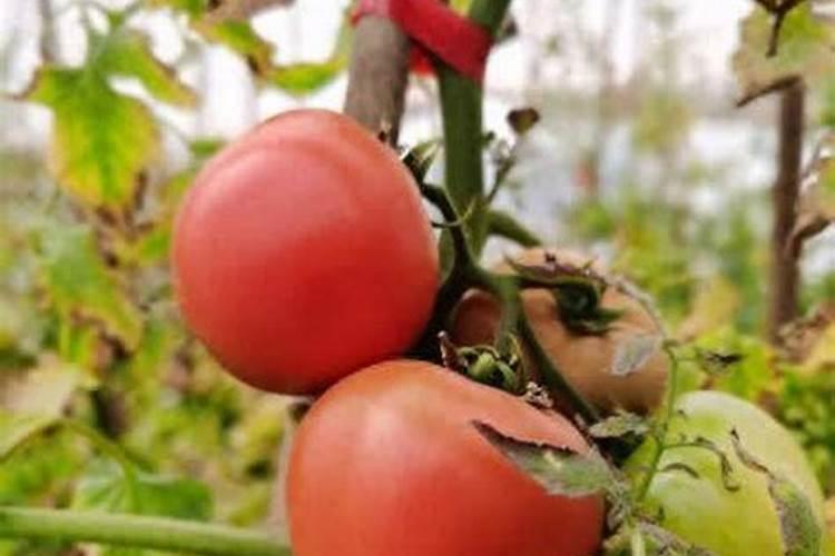 如何让莴苣长得好 怎么施肥