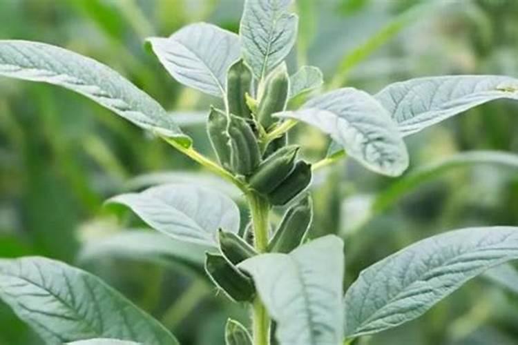 茄子茶黄螨什么药特效