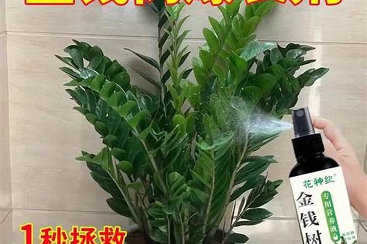 金钱树用什么肥料好