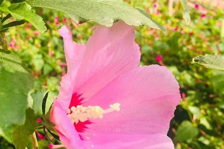 木槿花需要什么肥料