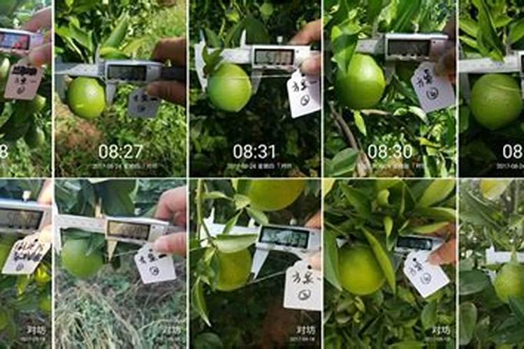 毒氟磷能与大量元素水溶肥吗