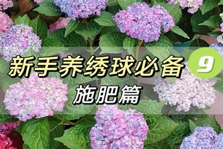 毛竹为什么会有水