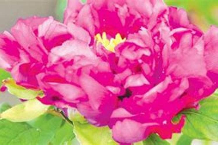 水溶肥的前十名水溶肥厂家有那些水溶肥的前十名