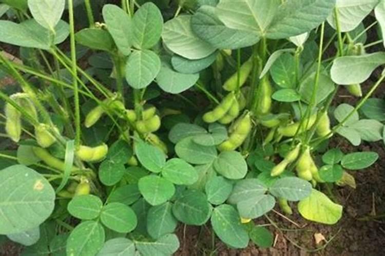 易拉罐合成明矾的注意事项