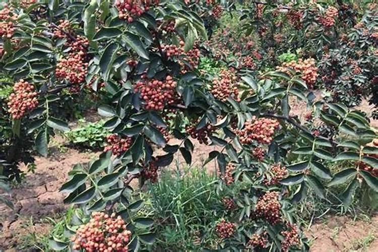 肥料的种类有哪些