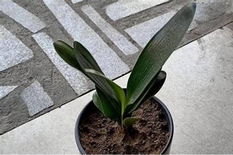 鱼蛋白水肥微生物发酵工艺流程