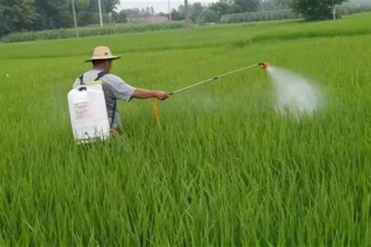 小麦苗后除草剂什么时候打