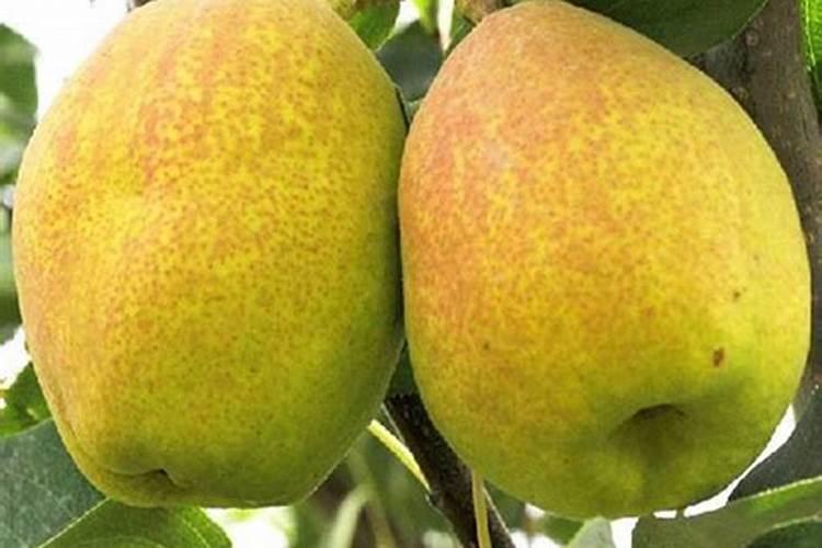 玉树用5%吲丁萘乙酸催根使用浓度？