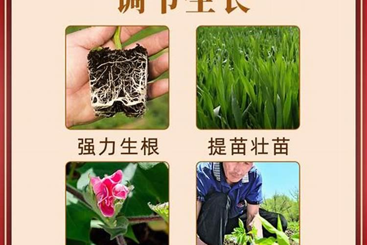 前几天在网上买了一个百合花种球,里面送了一包快速生根粉,那怎么用