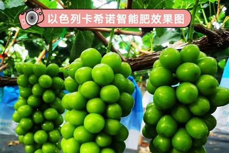 葡萄什么时候施钾肥？葡萄要如何进行上色呢？