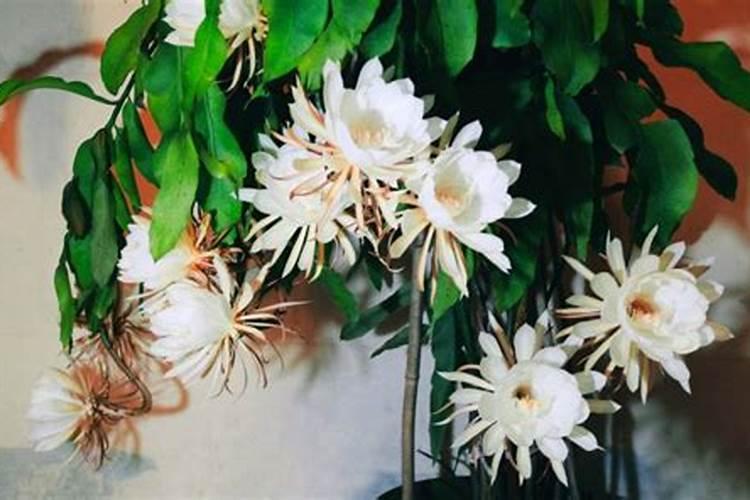 昙花花谢后怎么处理