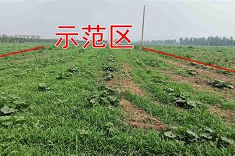 烟草如何种植