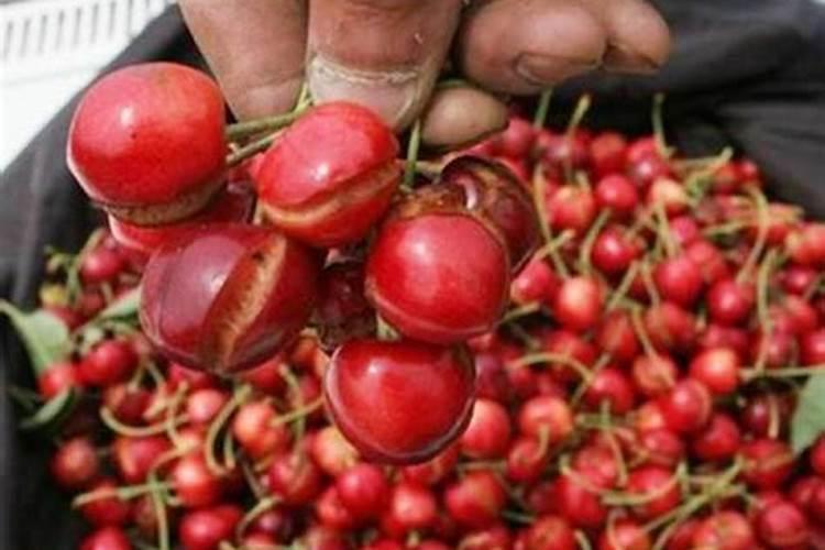 现在种大蒜都需要上什么肥料