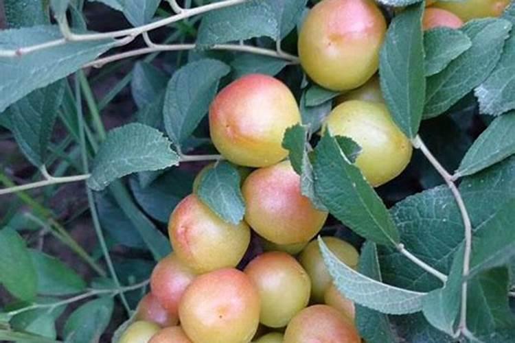 在果树上如何施用钙肥