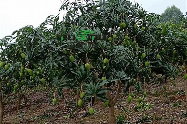 尿素是酰胺态氮肥吗