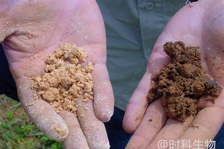 莲藕用什么肥料最好