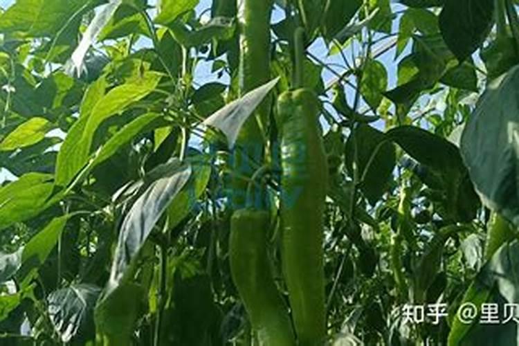 种植水萝卜在果实的膨大期,使用肥料时都该注意哪些？
