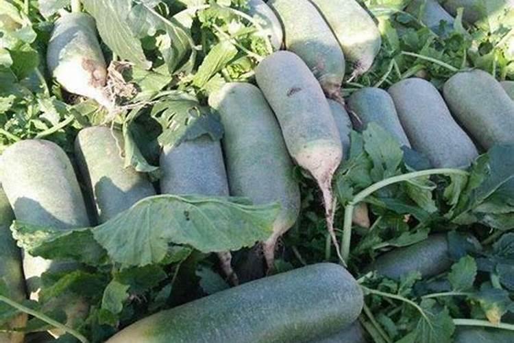 河南有个被称为樱花大道的地方,诗情画意柳丝吐绿,看后尽是记忆百度知...