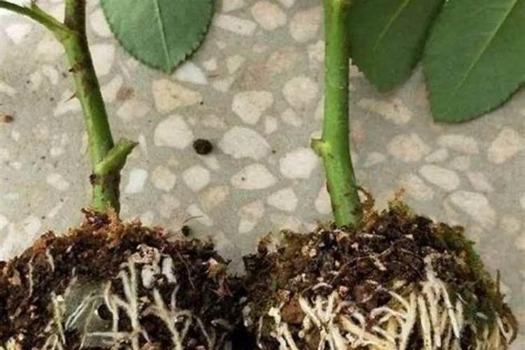 月季扦插多久可以施肥