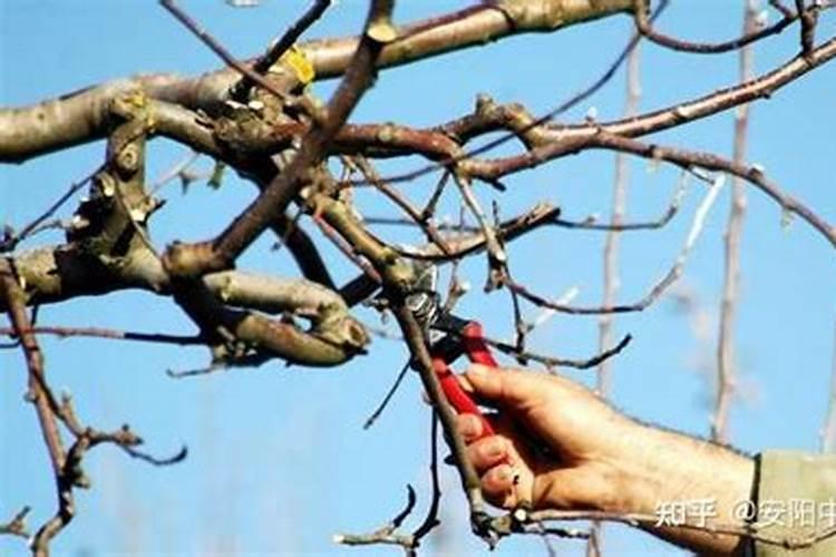 苹果树补钙几月份最好