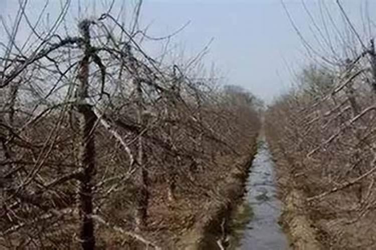 苹果用什么水溶肥好 主要是促进果树生长