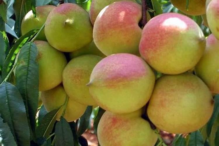 鹰嘴水蜜桃开花用什么肥？