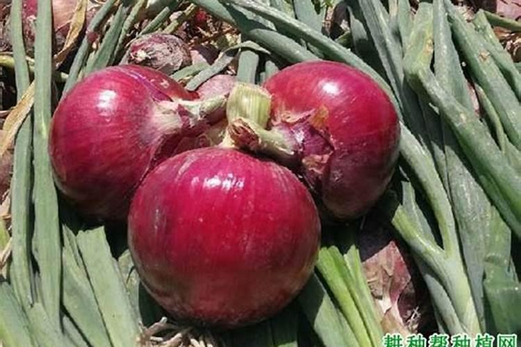 硅肥在大豆的作用及功能是什么