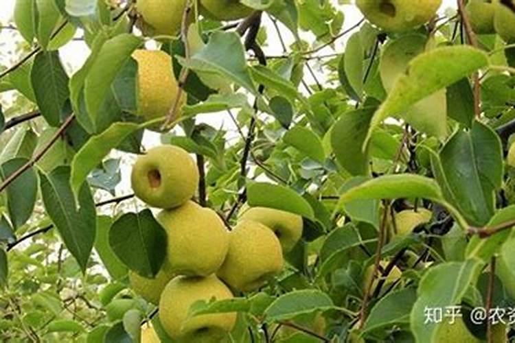 叶面肥坤源588可以喷梨树吗？有什么做用