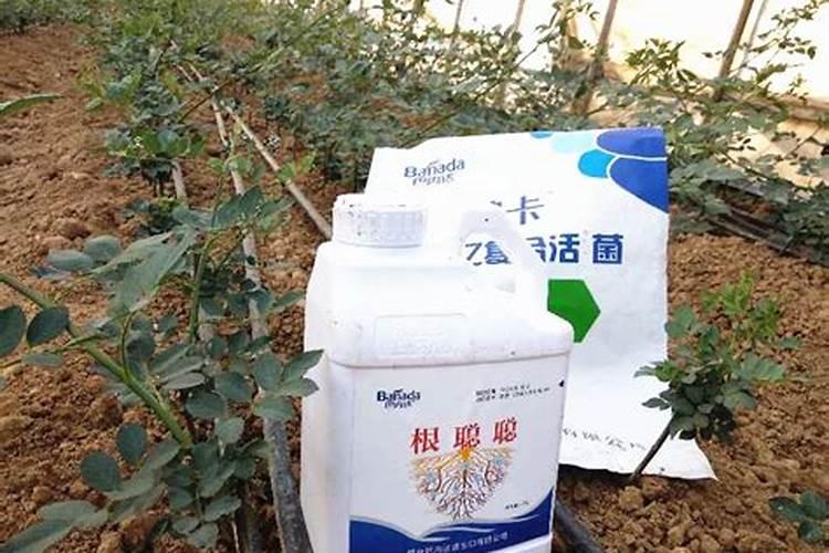 让多肉叶片肥厚施什么肥？
