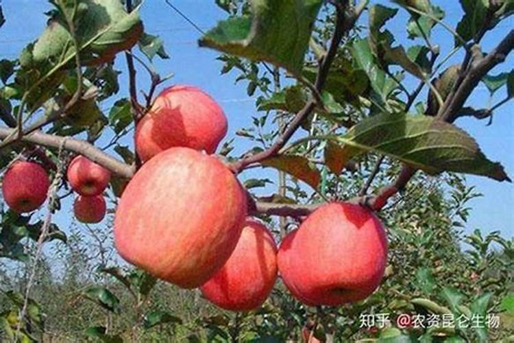 果树膨大期应该施什么肥？