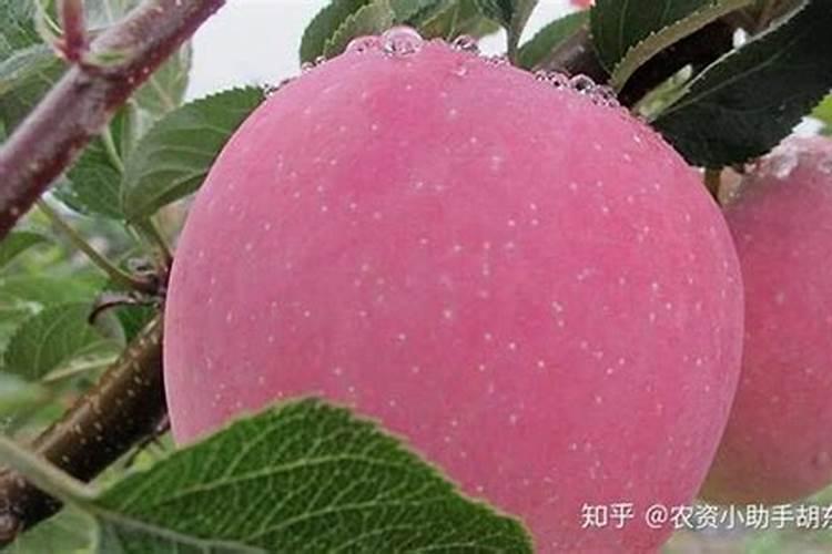 苹果树一整年到底该怎么施肥