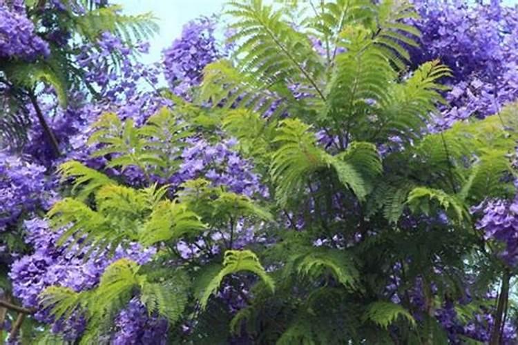 氮肥 钾肥和氨基酸肥料的异同