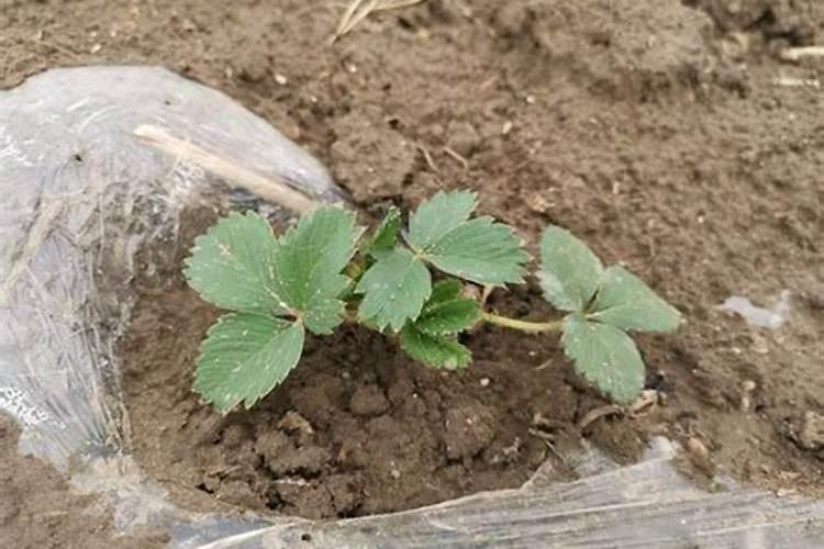 草莓不同时期的用肥方法