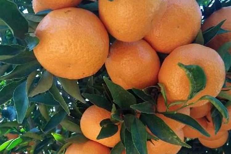 夏天晚上浇花为什么反而死了