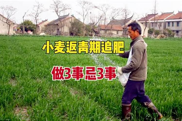 小麦拔节期追肥的技术要点,附注意事项