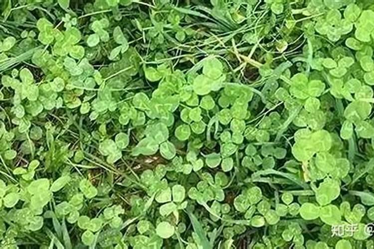 4月份可以对杨桃催花吗