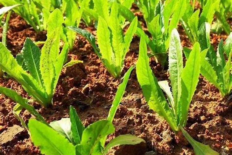 莴苣开裂是什么病