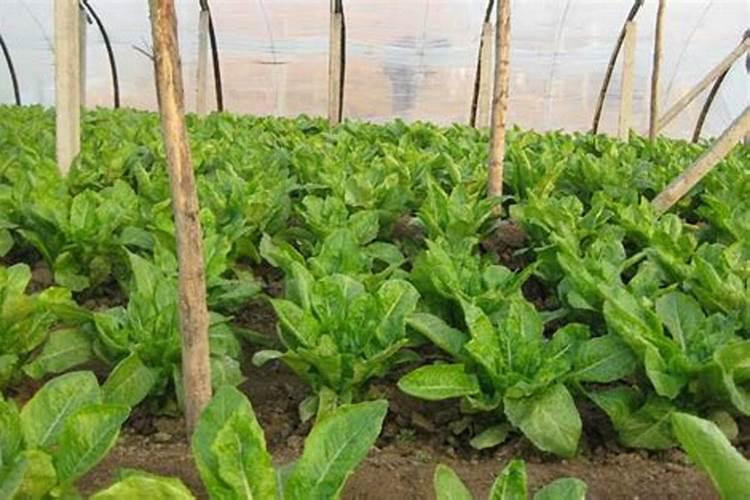 莴笋施什么肥长得粗壮