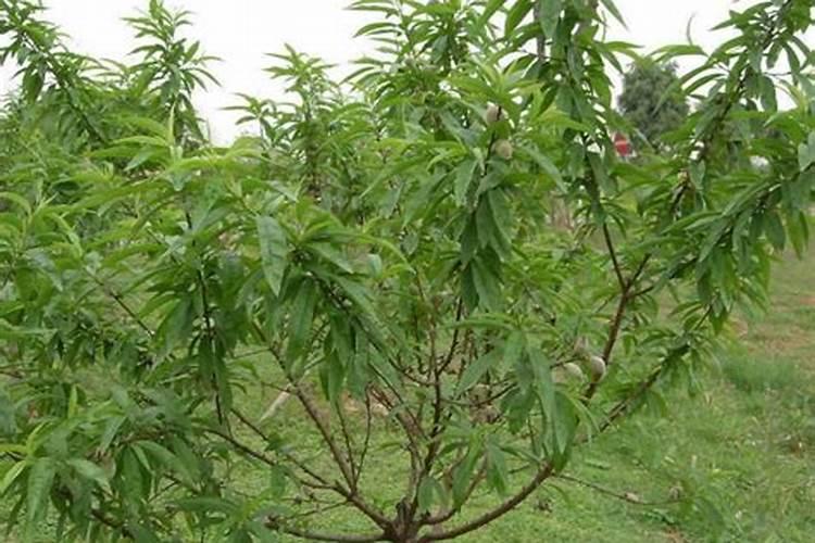 桃树什么时候施肥效果好,桃树施肥最佳时间