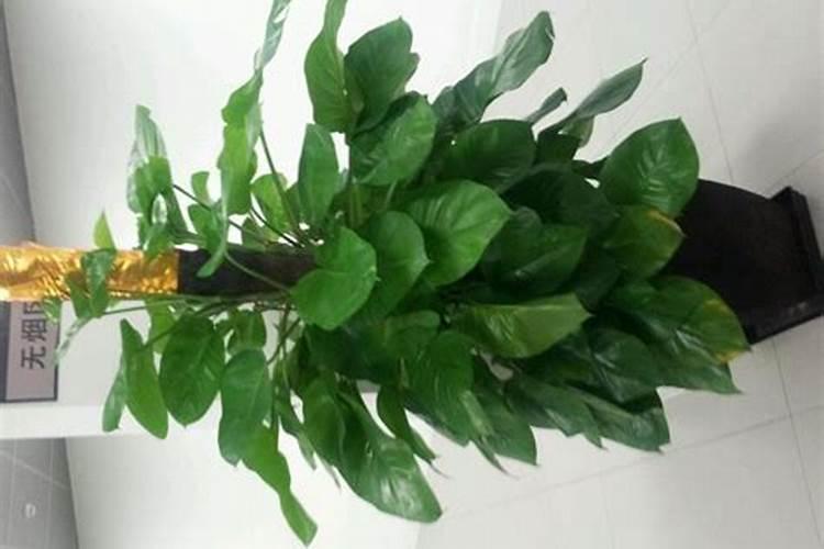 颗粒水溶肥和液体水溶肥哪个更好