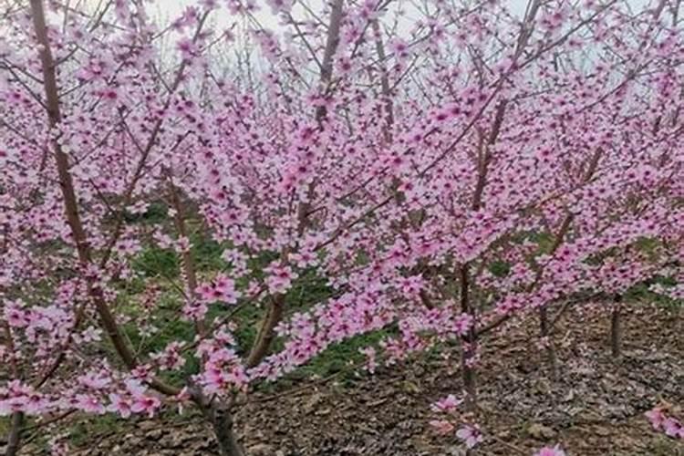 桃树施壮果肥最佳时间 施肥方法有哪些