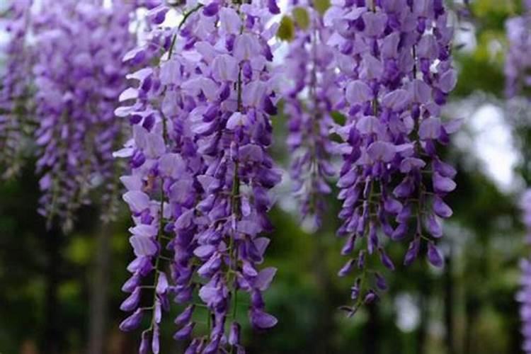 辣子裂开是怎么回事？