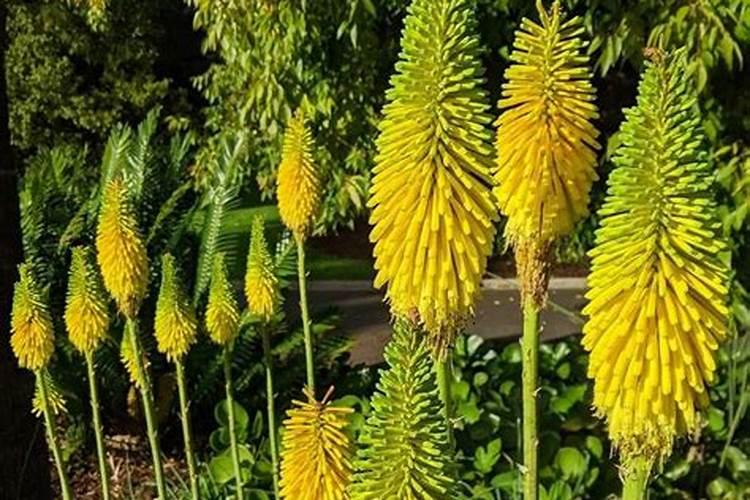 小葱用什么肥料长得快(种小葱需要喷施什么叶面肥)