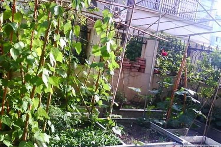 叶用枸杞的病虫害,该怎么防治？