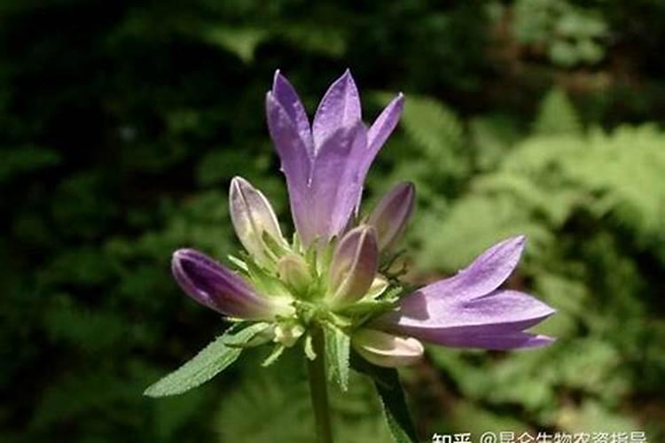 ﻿药用植物叶面追肥技巧