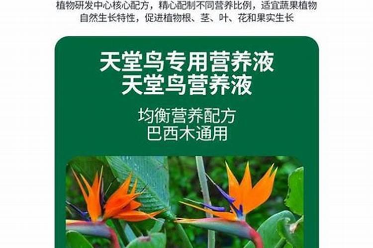 天堂鸟枯了,大神给点建议