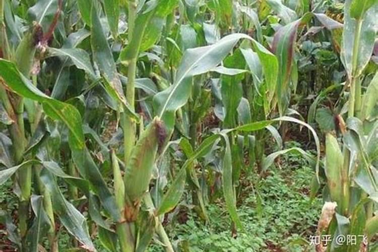 大花蕙兰用什么肥料