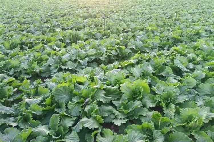 兰花喜欢什么肥料