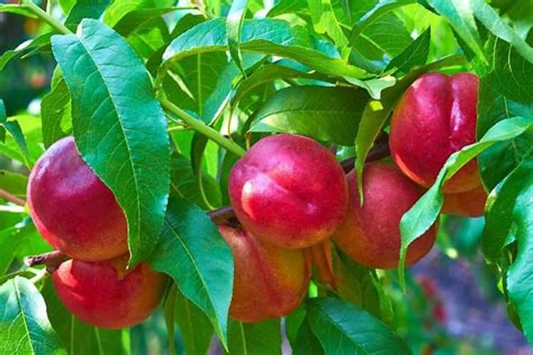 天堂鸟施肥需施什么肥料